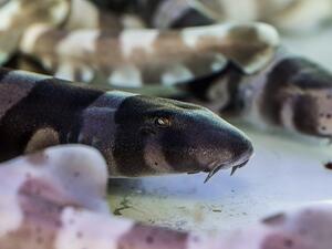 Visit Dubai Aquarium & Underwater Zoo to see the adorable babies in the aqua-nursery, and learn all about how they were born. Visit Dubai Aquarium & Underwater Zoo to see the adorable babies in the aqua-nursery, and learn all about how they were born.