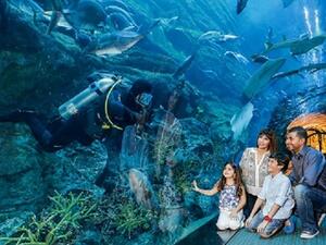 استكشفوا عوالم البحار والبيئات المائية بكل ما تحفل به من غرائب مدهشة في دبي أكواريوم وحديقة الحيوانات المائية في دبي مول.