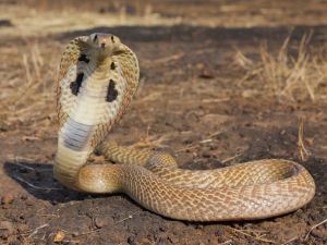 Not the ideal passenger to have next to you on a flight. (File photo)