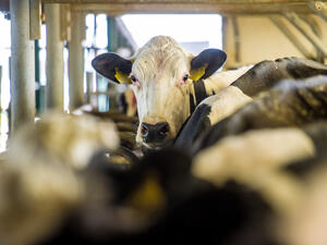 Even farm animals aren't immune to the diplomatic crisis between Turkey and the EU. (Shutterstock)