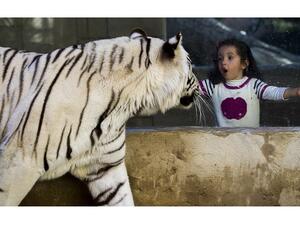 ستتضمن الأنشطة عدد من مغامرات حديقة الحيوان والتي تتضمن، التفاعل مع الحيوانات، والبرامج التثقيفية، وطرق الطبول، والرسم والتلوين، والحرف اليدوية، وتنس الريشة، وتنس الطاولة، والرقص، والألعاب الالكترونية، والبرمجة، والالكترونيات، وصنع الروبوتات. 