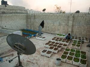 امير سندة يهتم بمزروعات على سطح منزله في حي الكلاسة في شرق حلب المحاصر
