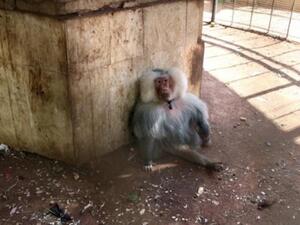 اطفال حلب يستغلون الهدنة لزيارة القرد "سعيد"

