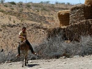 اسرائيل تنشر إعلانات لبيع حمير صادرتها من فلسطينيين
