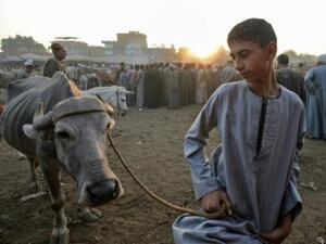 المصريون أحجموا عن شراء أضاحي العيد بسبب غلاء الأسعار

