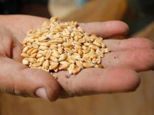 مزارع يحمل حبات من القمح في حقل في محافظة القليوبية
