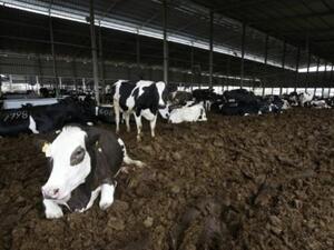 ابقار في مزرعة الجبريني في الخليل

