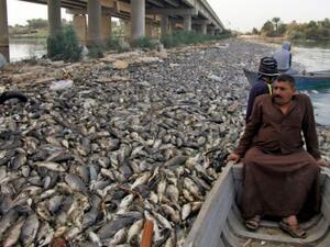 الاسماك النافقة تغطي وجه الفرات