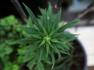 اسرائيل تتجه للسماح بتعاطي وتصدير الماريجوانا

ماريجوانا مزروعة محليا في إسرائيل
