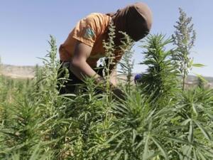 عامل في حقل حشيشة في اليمونة في شرق لبنان
