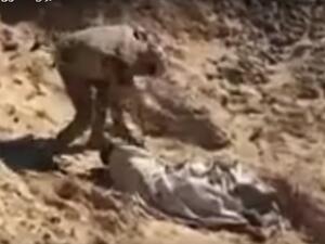 صورة ماخوذة من مقطع الفيديو