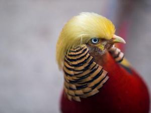 طائر ذيال ذهبي صيني يبدو أنه يشبه الرئيس الأمريكي المنتخب دونالد ترامب في منتزه بهانغتشو
