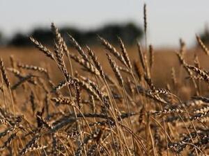 روسيا تدرس شحن 100 ألف طن من القمح لسوريا مساعدات إنسانية