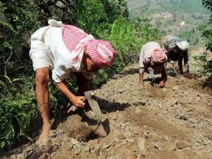 رجال يعملون في حقل في جبل ضلملم في منطقة الجعفرية في محافظة ريمة بغرب اليمن
