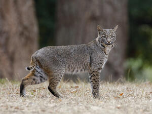 (Shutterstock/ File Photo)