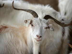 A presumably very fancy goat was sold for a eye-watering $3.5 million to a man from Saudi Arabia. (Getty)