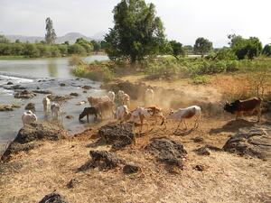 Arable land along the Nile River. (Pixabay)