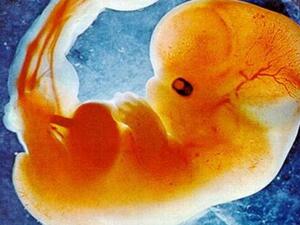 Male fetus rumored to have the ability to masturbate in the womb. (Image: Google)