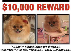 The hotel heiress, 36, took to social media to ask her 8.1million Instagram followers for help searching for her pal's Pomeranian Chucky on Monday. (Source: @parishilton - Instagram)