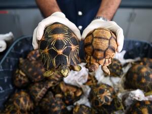 Customs officers at Kuala Lumpur International Airport in Malaysia seized 330 endangered tortoises in suitcases that had been packed in cardboard boxes and falsely labeled as "stones". (AFP)