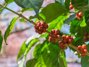 يخفّف السدر من تجعيدات الشعر وأطرافه