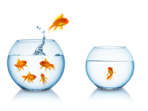 Goldfish are going wild in Iran! (Shutterstock)