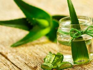 الصبار لشعر جميل وطويل