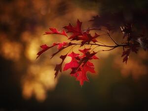 ما تفسير رؤية أوراق الخريف في الحلم؟