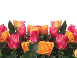 ماذا تعني ألوان الورود؟