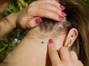 ما هو مرض لايم أو Lyme disease ؟