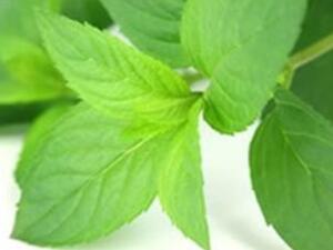 منافع النعناع للبشرة والشعر