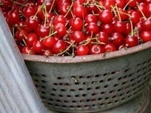 موسم الكرز الطازج  موسم الكرز الطازج