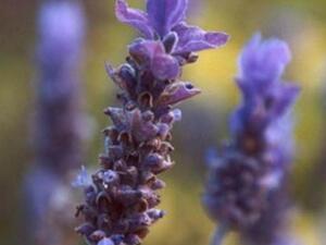 زهور اللافندر 