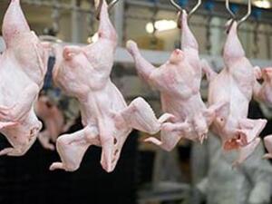صورة تعبيرية لدجاج تجاري 