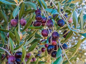 Border closures with Syria and Iraq led to a sharp drop in exports to the most important traditional markets for Jordanian products.  (Cobone)