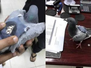 This pigeon doesn't look like your average drug smuggler! (via Al-Arabiya)
