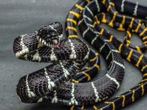 (Shutterstock/File Photo)