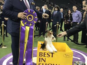 (Twitter/ @WKCDOGS)