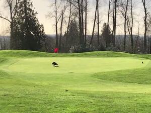 Eagle helps golfer with 'hole-in-one'. (Video Screenshot)