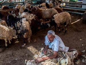An Egyptian vendor shaves a sheep before selling it to a client in Cairo on August 16, 2018. (AFP)