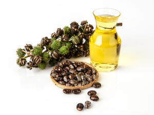 زيت الخروع من أكثر الزيوت المتداولة منذ فترات طويلة