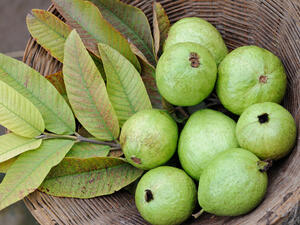 أفضل علاج طبيعي لتساقط الشعر هو فاكهة الجوافة

