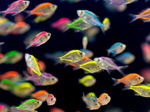 خصائص برج الحوت 