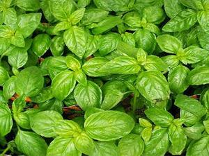 يساعد الريحان على التخلص من مرض الأكزيما

