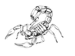 توقعات برج العقرب 2017 من ماغي فرح

