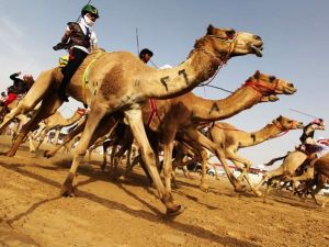 Jockeys compete in a traditional camel race during the Sheikh Sultan Bin Zayed Al-Nahyan Camel Festival. (AFP/File)