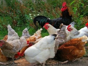 We suggest he just 'wing it'. (File photo)