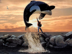 Traders from the UAE and Saudi Arabia offered Al Sinani more than 10,000 riyals for per kg but he refused, waiting for more decent offers. (Courtesy photo)