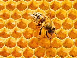 Busy bees indeed: Because of the diversity of its altitudes (from 0 to 3000 meters), its position on the Mediterranean, its 4 distinct seasons, and the diversity of its flora, flowering seasons occur almost all year long. (File photo)