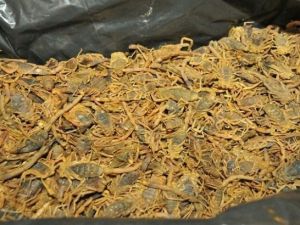 Dead or alive, these critters would give you the heebie-jeebies! (Courtesy photo)